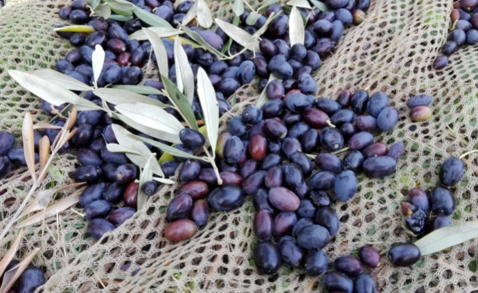 PESTO černé olivy Riviera