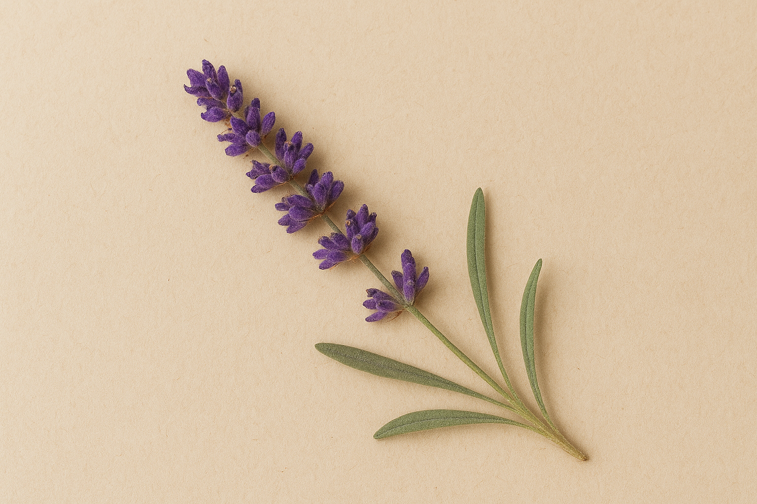 Hydrolát z levandule