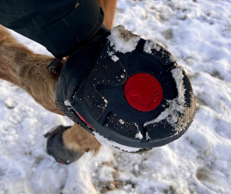 Péče o kopyta v zimě