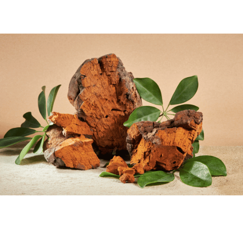 Královská Chaga pro podporu vitality, 60 kapslí