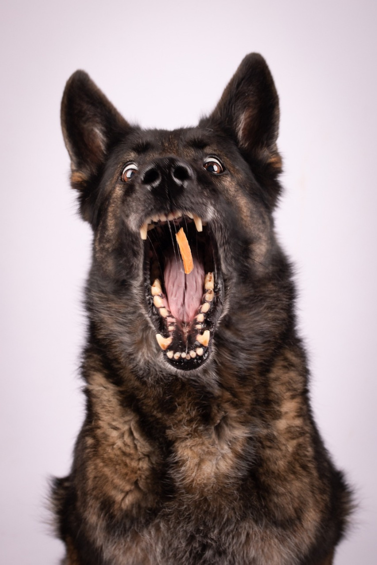 ADYPO DentaVit Prebiosticks - Prebiotické tyčinky na trávenie a zubný kameň