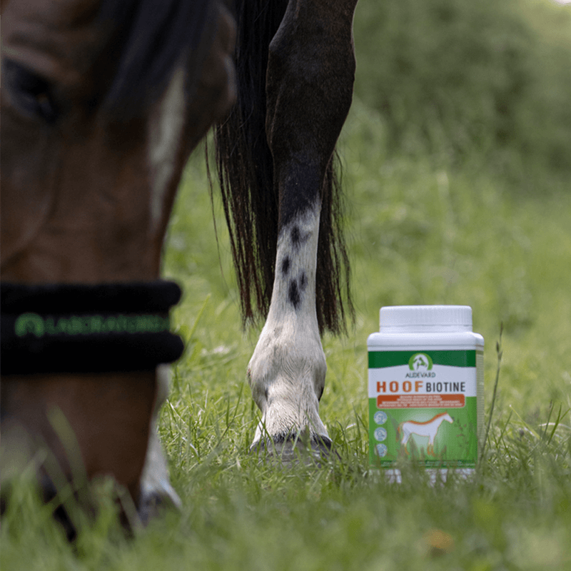 HOOF BIOTINE
