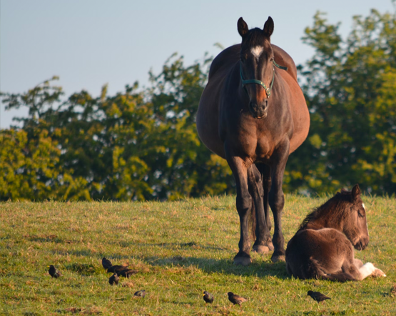 LACTOFOAL