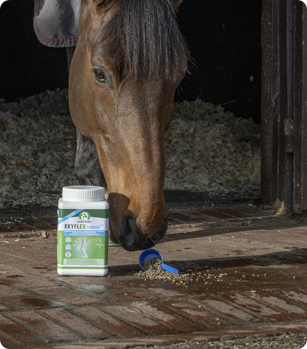 EKYFLEX TENDON