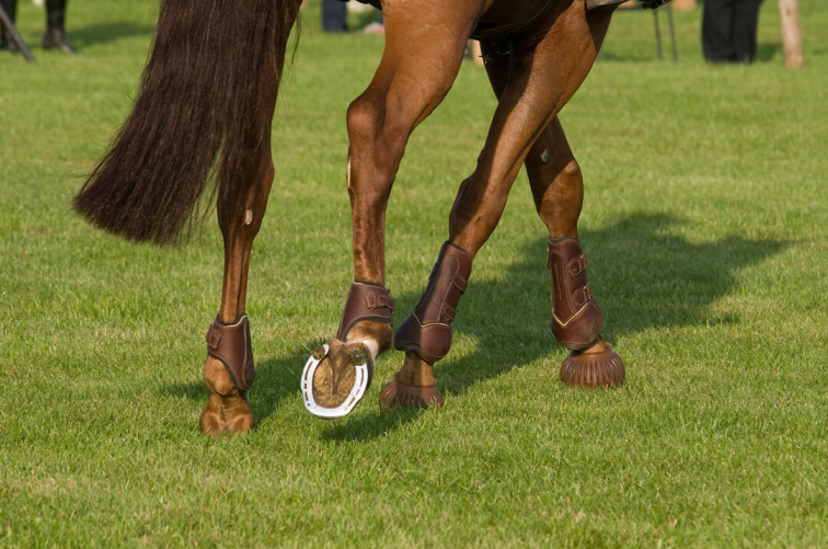 EKYFLEX OSTEO 1,5 kg