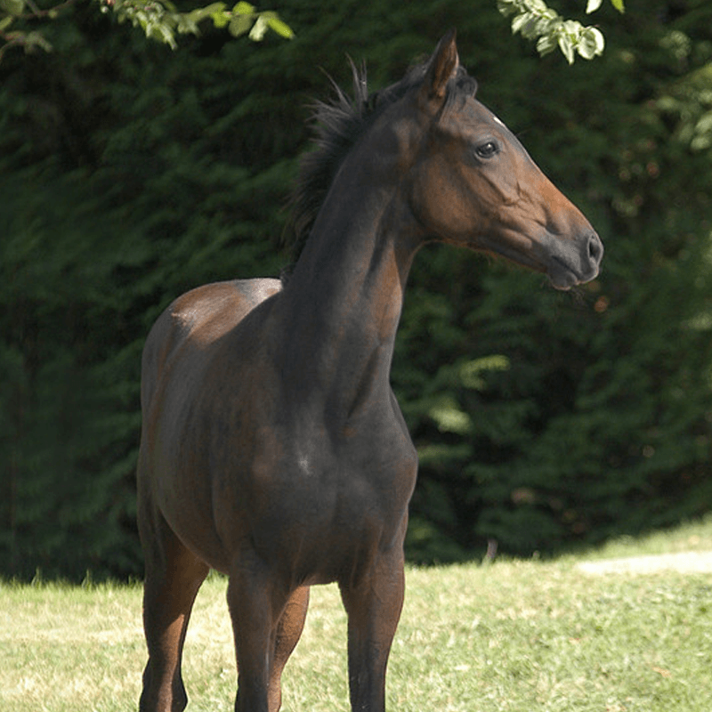 Bonutron Yearling 3-36m