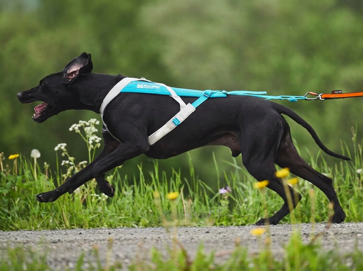 Postroj pro psy Non-stop dogwear - Freemotion 5.0