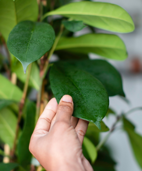 BLOG - Jak pečovat o rostliny na jaře - nový