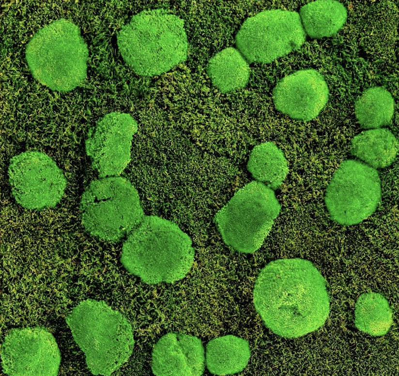 Mechový panel 50x50 cm z plochého mechu