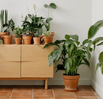 Zdravé rostliny do zimy