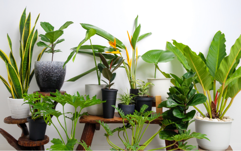 BLOG - Jak pečovat o rostliny na jaře - nový