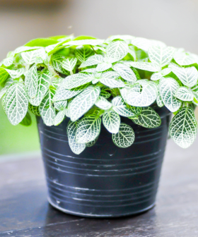 O PRODUKTECH Fittonia – pestrobarevná pokojová rostlina do terárií i na parapet