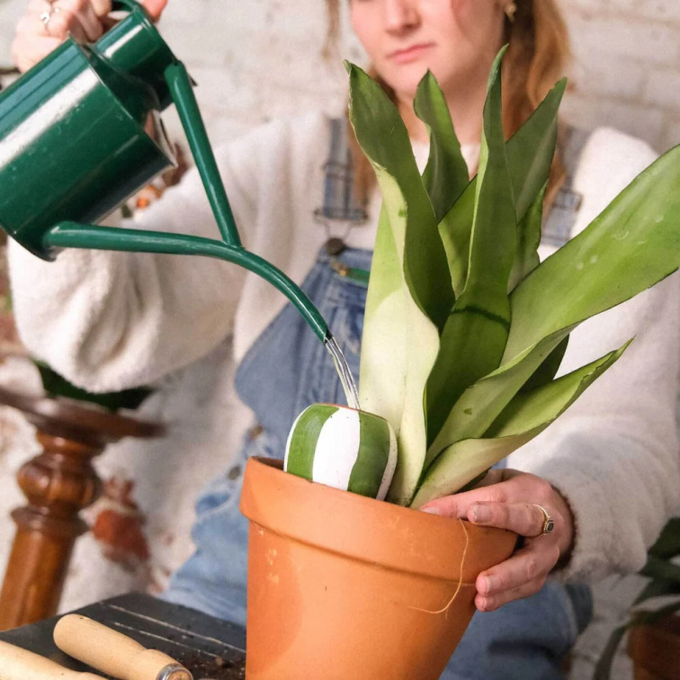 Vrbová voda – podpora růstu kořenů 60 ml