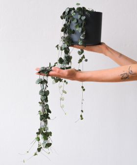 Miluj zeleně: Daruj radost, která vydrží