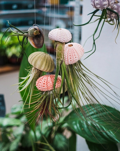 Šnek "Vyrob si sám" s Tillandsií Ionantha red