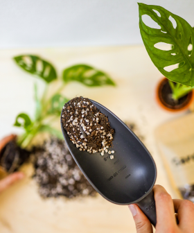 Přesazování pokojových rostlin - nový