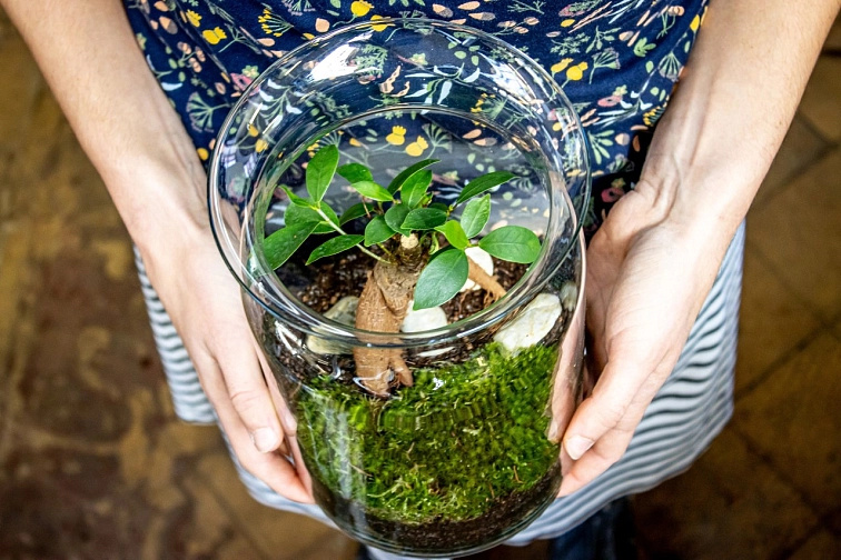 Skleněná dóza MOLINIA OSÁZEJ SI SÁM Ficus microcarpa Ginseng, L v dárkovém balení