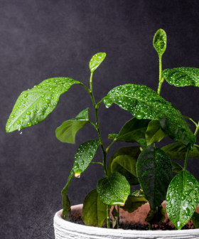 BLOG - Jak pečovat o rostliny na jaře - nový