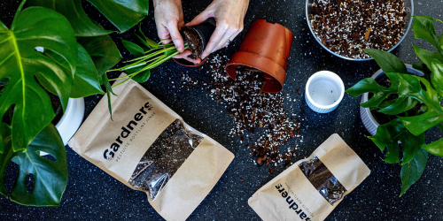 Přesazování pokojových rostlin - nový