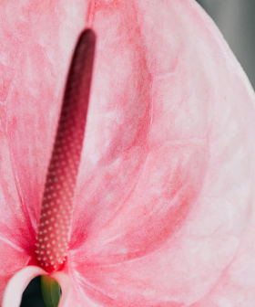 Miluj zeleně: Daruj radost, která vydrží