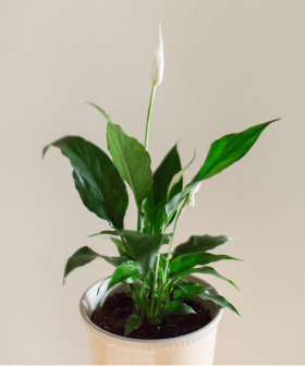 5 pokojovek, které okamžitě zlepší vzduch doma