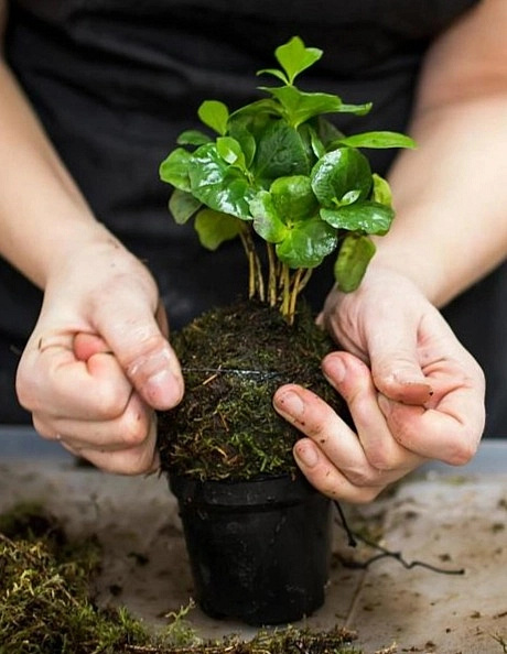 Workshop – Jak si vyrobit kokedamu (flexibilní termín)