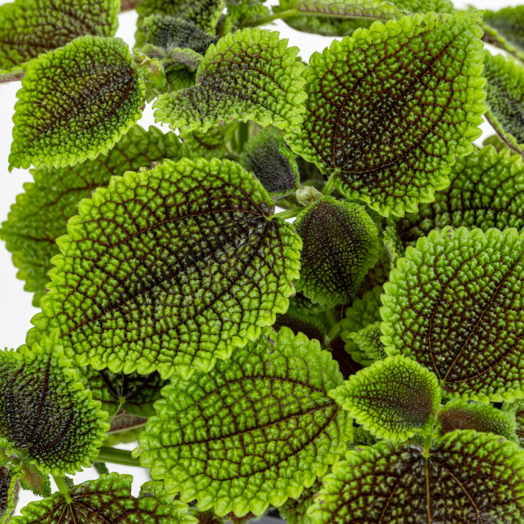 Pilea mollis Moon Valley, průměr 6 cm