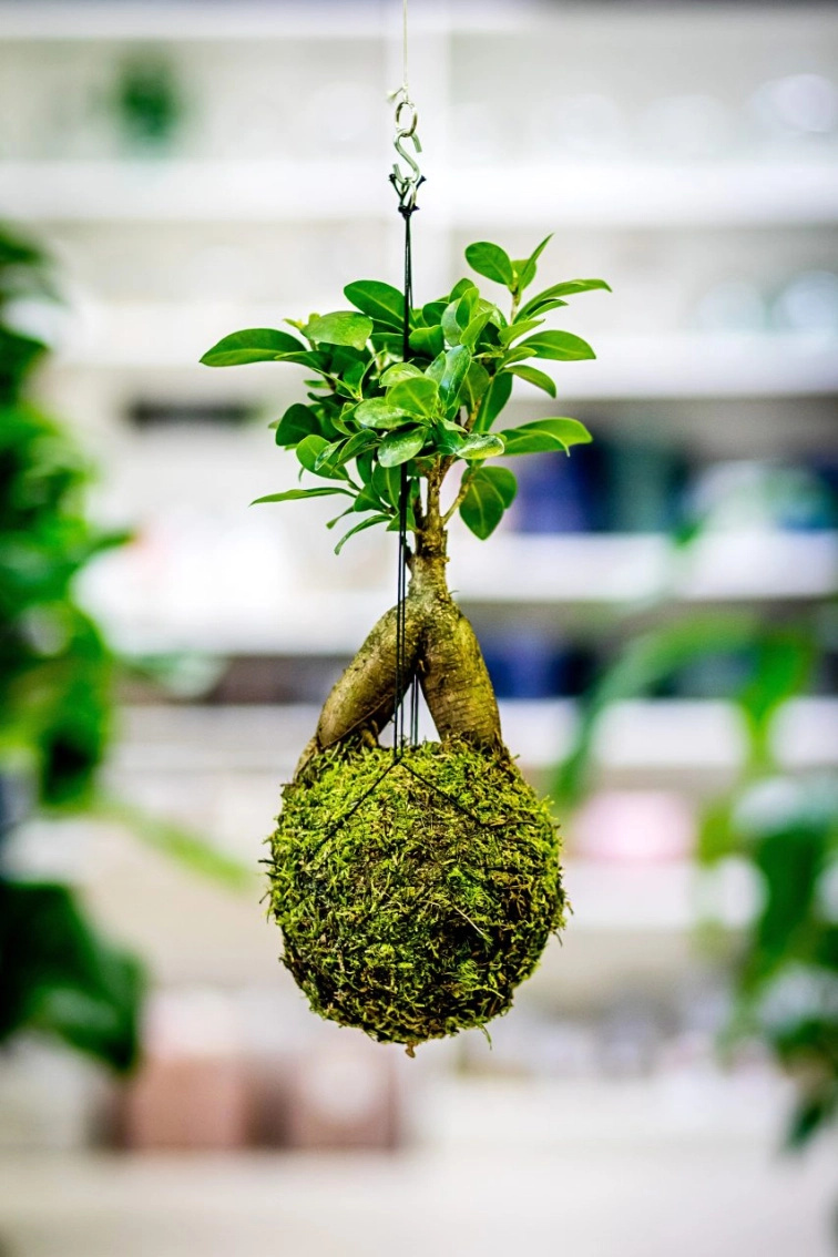 Workshop – Jak si vyrobit kokedamu (flexibilní termín)