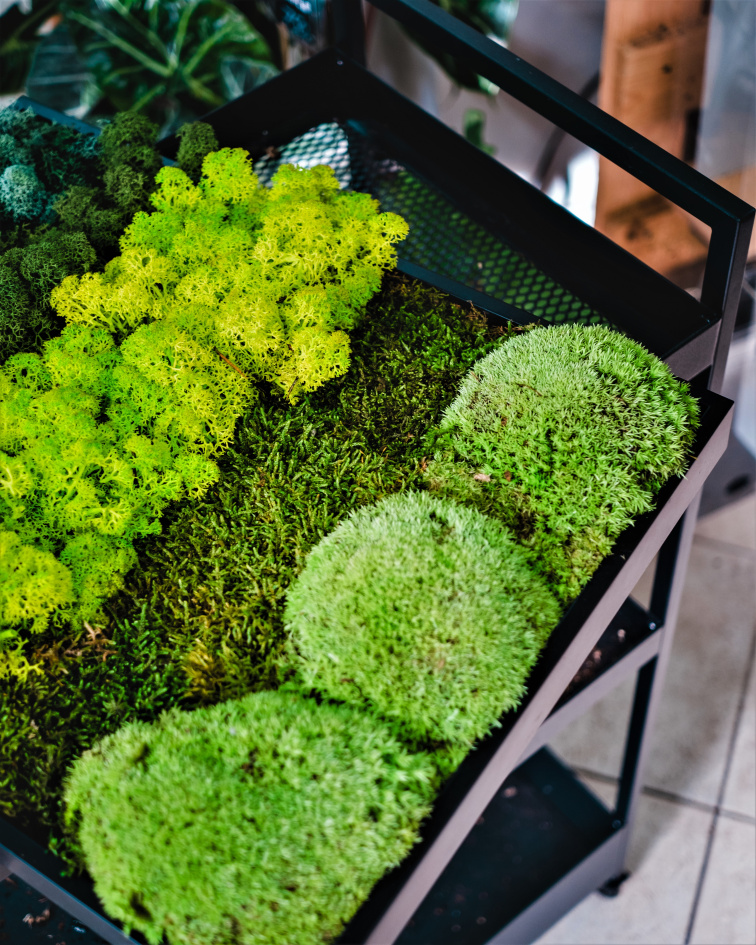 Workshop - Vyrobte si svůj mechový obraz