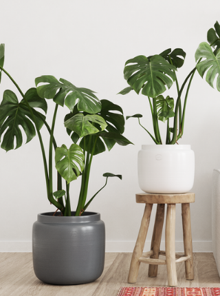 monstera