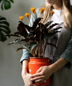 Blog - Valentýnské dárky z Gardners