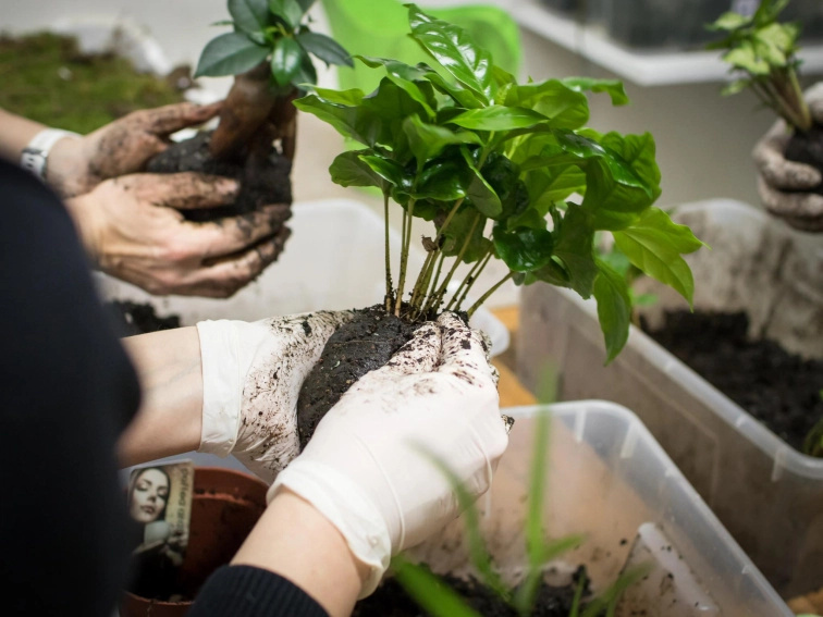 Workshop – Jak si vyrobit kokedamu (flexibilní termín)