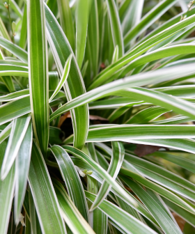5 pokojovek, které okamžitě zlepší vzduch doma