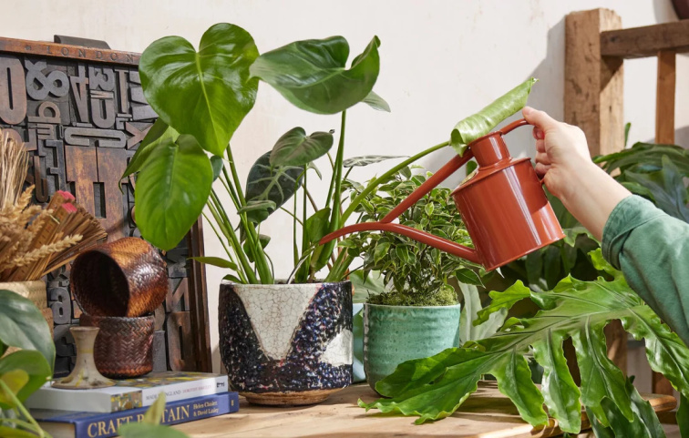 Podzimní hygge s rostlinami