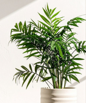 5 pokojovek, které okamžitě zlepší vzduch doma