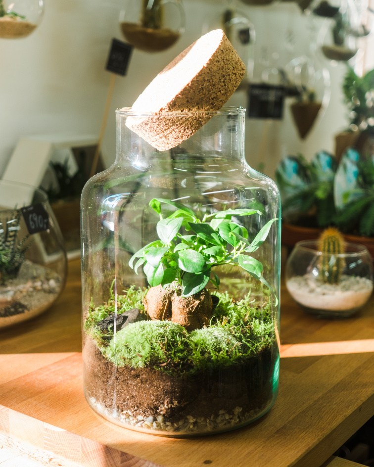 Workshop – Jak si osázet terárium