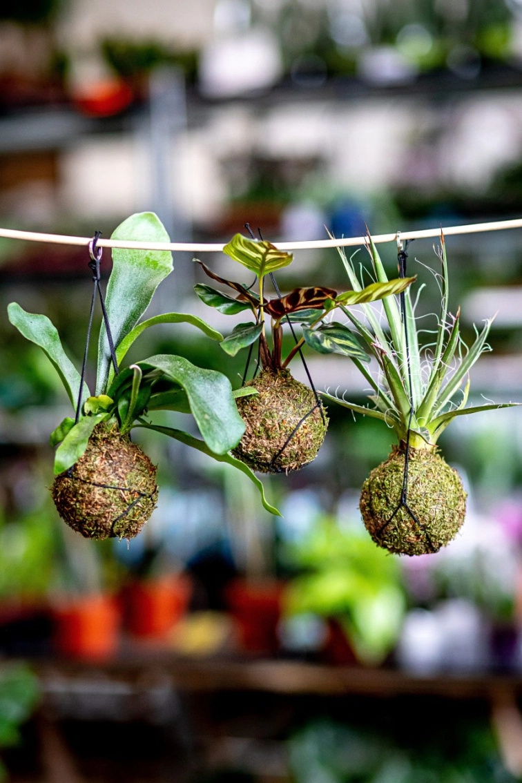 Workshop – Jak si vyrobit kokedamu (flexibilní termín)