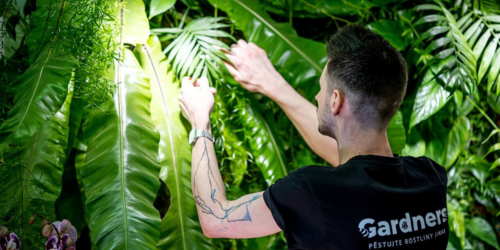 JARO: Probuďte svou džungli _ nový