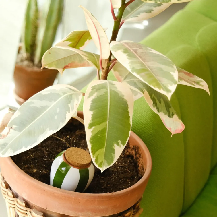 Čistící sprej pro rostliny 0,2 l