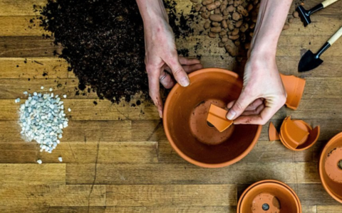 Přesazování pokojových rostlin - nový