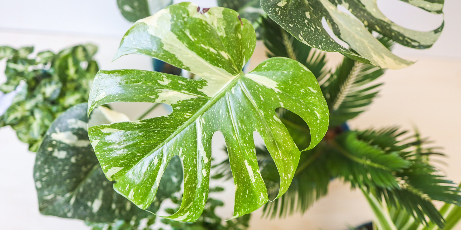 monstera