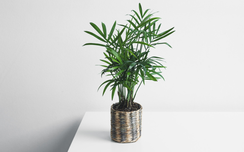 O PRODUKTECH - Chamaedorea elegans: nenáročná pokojová palma do každého interiéru