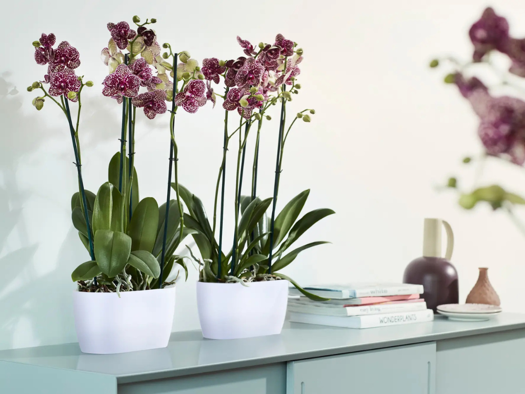 Obal Brussels Orchid Duo 25 cm, fialová