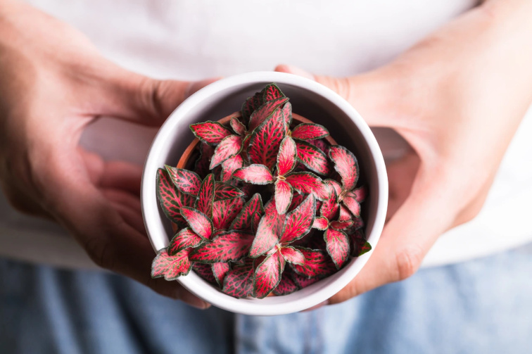 Miluj zeleně: Daruj radost, která vydrží