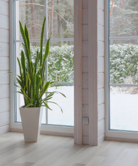 BLOG - Jak pečovat o rostliny v zimě