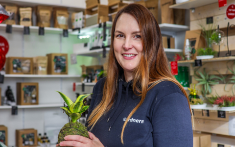 O PRODUKTECH Fittonia – pestrobarevná pokojová rostlina do terárií i na parapet