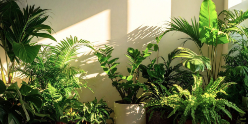 BLOG - Jak pečovat o rostliny na jaře - nový