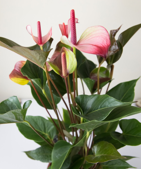 Blog - Valentýnské dárky z Gardners