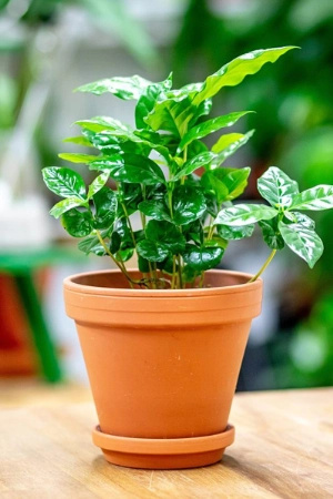 Podmiska Terra Cotta, průměr 42 cm