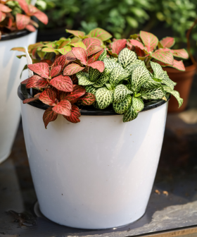 O PRODUKTECH Fittonia – pestrobarevná pokojová rostlina do terárií i na parapet